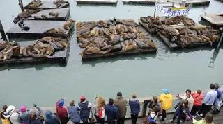Lwy morskie wróciły do San Francisco