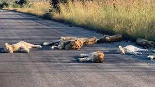 Lwy na drodze w RPA (Richard Sowry Section Ranger Kingfischerspruit Kruger National Parks)