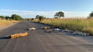 Lwy na drodze w RPA (Richard Sowry Section Ranger Kingfischerspruit Kruger National Parks)