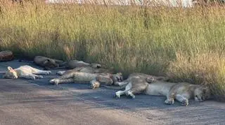 Lwy na drodze w RPA (Richard Sowry Section Ranger Kingfischerspruit Kruger National Parks)