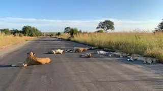 Lwy na drodze w RPA (Richard Sowry Section Ranger Kingfischerspruit Kruger National Parks)