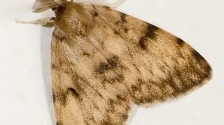 Lymantria dispar dispar (Wikipedia/Didier Descouens (CC BY-SA 4.0))