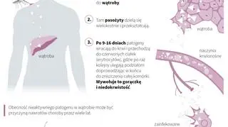 Malaria (Małgorzata Latos/PAP/DPA)