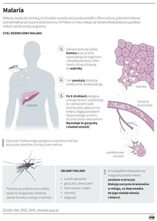 Malaria roznoszona jest przez komary