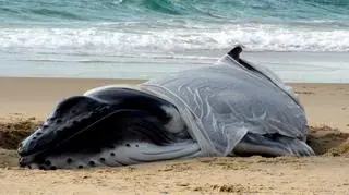 Mały humbak na Surfers Paradise w Nowej Zelandii/ EPA