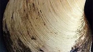 Małż Ming przeżył 507 lat i okazał się najbardziej długowiecznym zwierzęciem na świecie