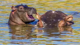 Manoj Shah/Comedy Wildlife Photo Awards 2020