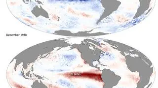 Mapa przedstawia odchylenie od średniej temperatury powierzchni wody w Oceanie Spokojnym (NOAA) 