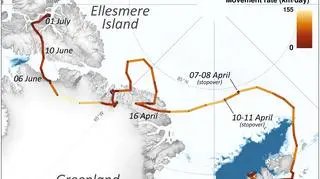 Mapa wędrówki lisicy polarnej (Polar Research Journal/Norwegian Polar Institute)
