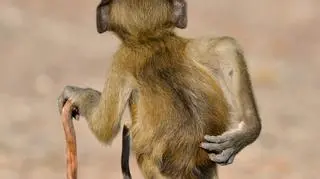 Martin Grace/Comedy Wildlife Photo Awards 2020
