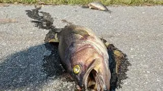 Martwe ryby na autostradzie (Facebook/Penderlea Fire Department)