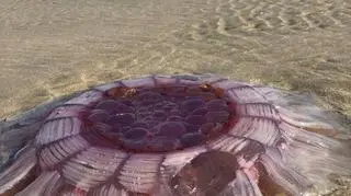 Meduza festonowa na plaży (autorzy: Eve i Adam Dickinson)