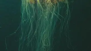 Meduza festonowa (źródło: (Derek Keats/Wikimedia/CC-BY-2.0)