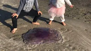 Meduza na plaży (autorzy: Eve i Adam Dickinson)