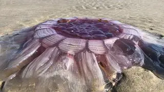 Meduza na plaży w Nowej Zelandii (autorzy: Eve i Adam Dickinson)