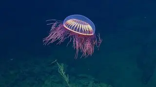 Meduza (OET/NautilusLive)	