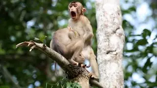 Megan Lorenz/Comedy Wildlife Photo Awards 2020