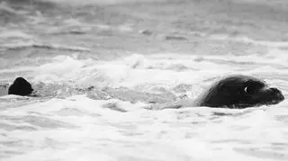 Młoda mniszka (Olkan Erguler/SPOT/Monk Seal Project/University of Exeter)