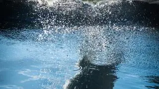 Młoda niedźwiedzica na wybiegu w Columbus Zoo