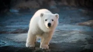 Młoda niedźwiedzica na wybiegu w Columbus Zoo