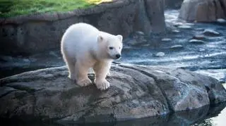 Młoda niedźwiedzica na wybiegu w Columbus Zoo