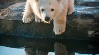 Młoda niedźwiedzica na wybiegu w Columbus Zoo