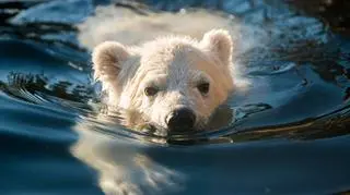 Młoda niedźwiedzica na wybiegu w Columbus Zoo
