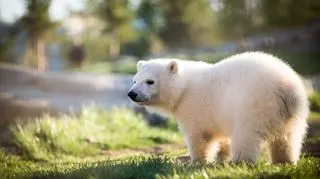 Młoda niedźwiedzica na wybiegu w Columbus Zoo