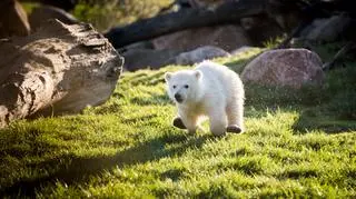 Młoda niedźwiedzica na wybiegu w Columbus Zoo