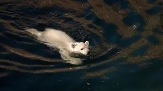 Młoda niedźwiedzica na wybiegu w Columbus Zoo