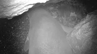 Młode szczenię mniszki śródziemnomorskiej w jaskini na Cyprze (SPOT/Monk Seal Project/University of Exeter)