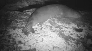 Mniszka śródziemnomorska odpoczywa w jaskini (Damla Beton/SPOT/Monk Seal Project/University of Exeter)