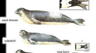 Mniszka śródziemnomorska (SPOT/Monk Seal Project/University of Exeter)