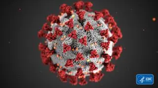 Model koronawirusa SARS-CoV-2 (CDC/Alissa Eckert, MS; Dan Higgins, MAM)