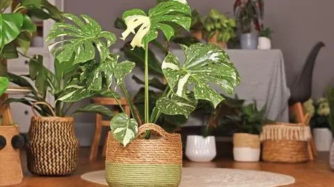 Monstera – jak dbać o to tropikalne pnącze w domowych warunkach?