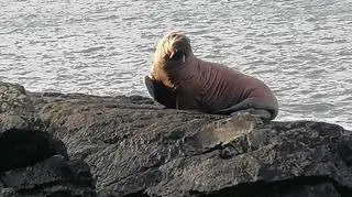 Mors zauważony na plaży w Irlandii (fot.: Alan/Muireann Houlihan)