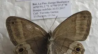 Motyl Euptychoides fida (Yuvinka Valdez)