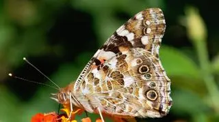 Motyl z rodziny Cynthia