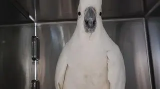 Mr Cocky przechodzi obecnie rehabilitację (Avian Reptile and Exotic Pet Hospital)