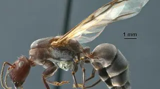 Mrówka z gatunku Colobopsis explodens