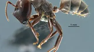 Mrówka z gatunku Colobopsis explodens