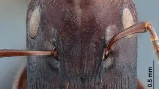 Mrówka z gatunku Colobopsis explodens 