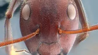 Mrówka z gatunku Colobopsis explodens 