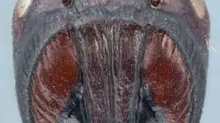 Mrówki z gatunku Colobopsis explodens 