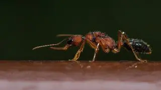 Mrówki z gatunku Harpegnathos saltator