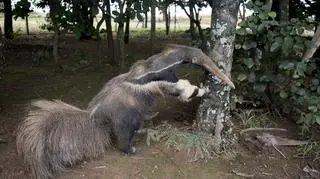 Mrówkojad okaz (anonimowy autor zdjęcia)