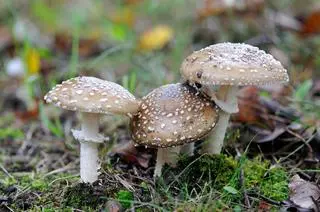 Muchomor plamisty (Amanita pantherina (DC.) Krombh.)