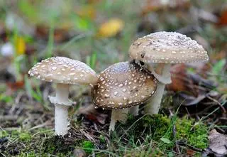 Ten internetowy trend "może doprowadzić do tragedii"