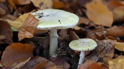 Muchomor sromotnikowy