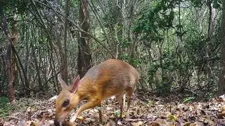 Myszo-jelenie w wietnamskim lesie (Global Wildlife Conservation)